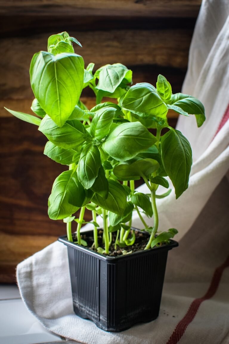 Solemnidad de la Asunción: Planta de Albahaca